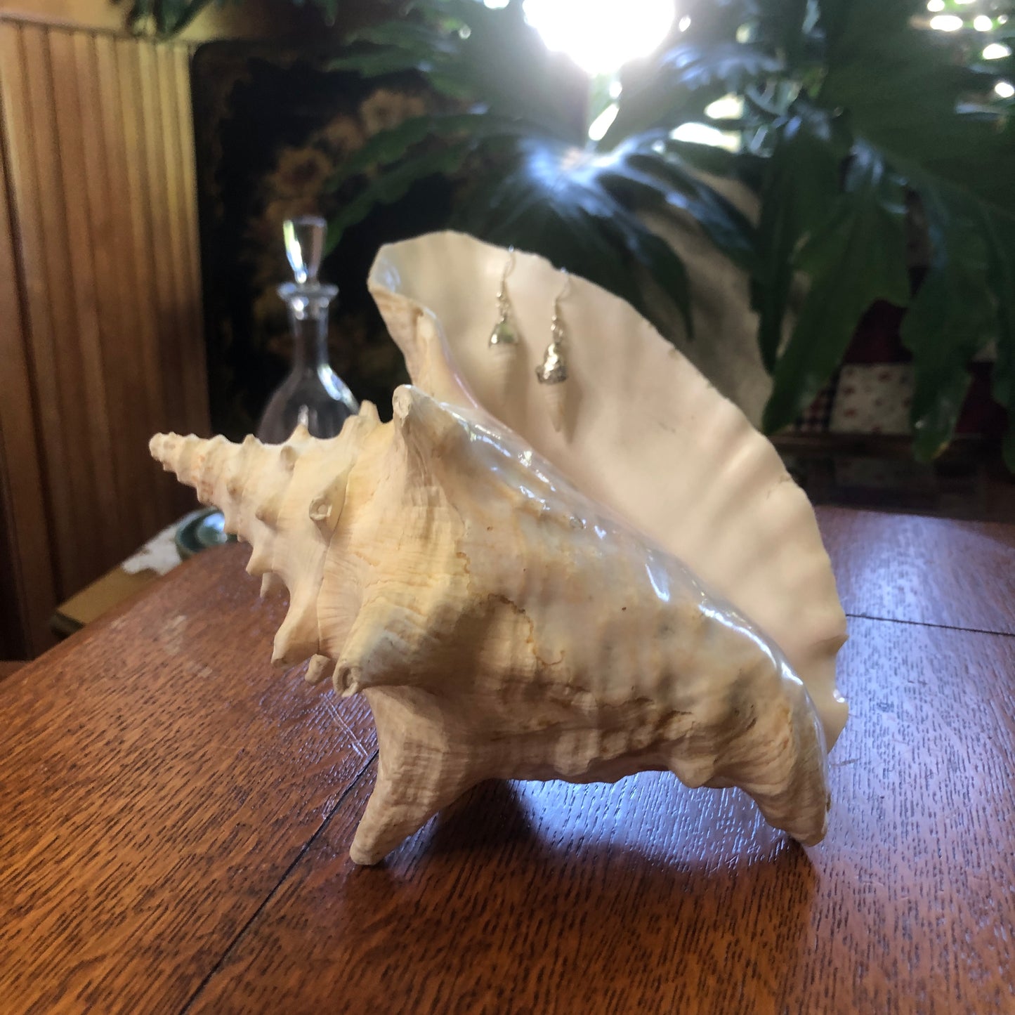 Dazzling White Cerith Shell Artisan Made Earrings Handcrafted Sea Shell Dangle Earrings