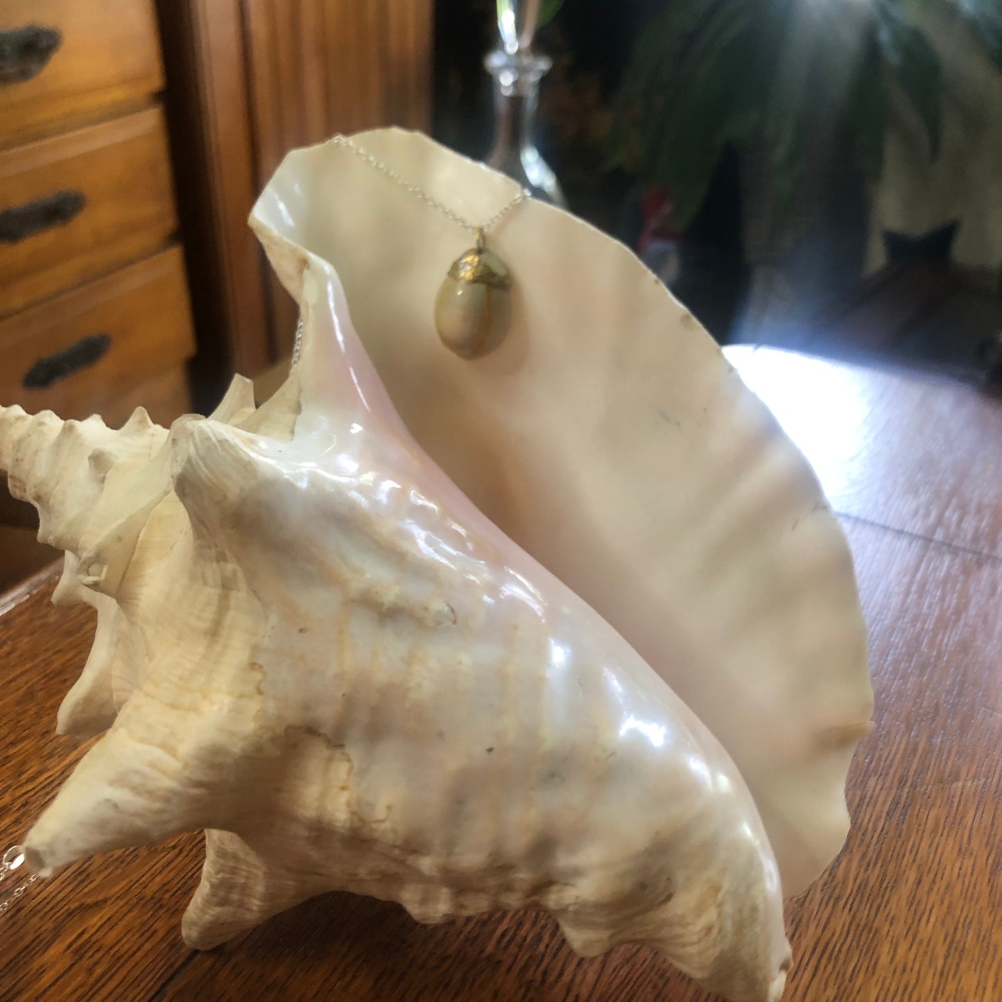 Atlantic Yellow Cowry Artisan Made Pendent Handcrafted Sea Shell Necklace 3/4 in x 1 in