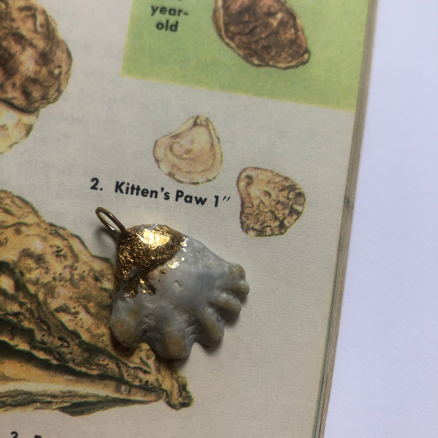 Kitten's Paw Artisan Made Pendant Handcrafted Sea Shell Necklace 1 in x 1 in