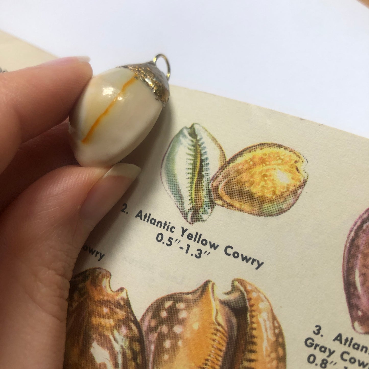 Atlantic Yellow Cowry Artisan Made Pendent Handcrafted Sea Shell Necklace 3/4 in x 1 in