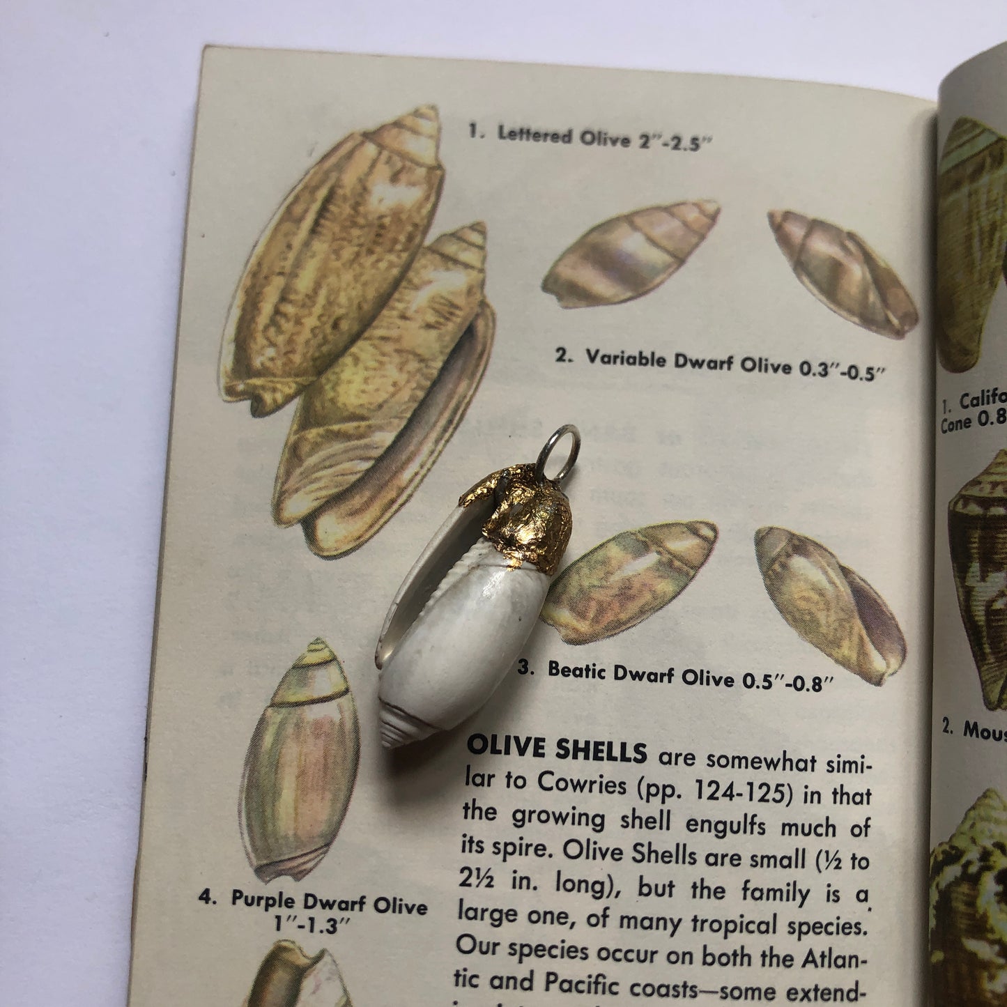 Olive Shell Artisan Made Pendent Handcrafted Sea Shell Necklace 1.5in x 1/2in