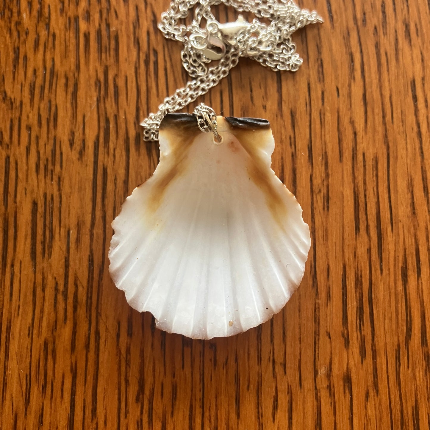 Scallop Shell Artisan Made Pendant Handcrafted Sea Shell Necklace 1 3/8in x 1.5in