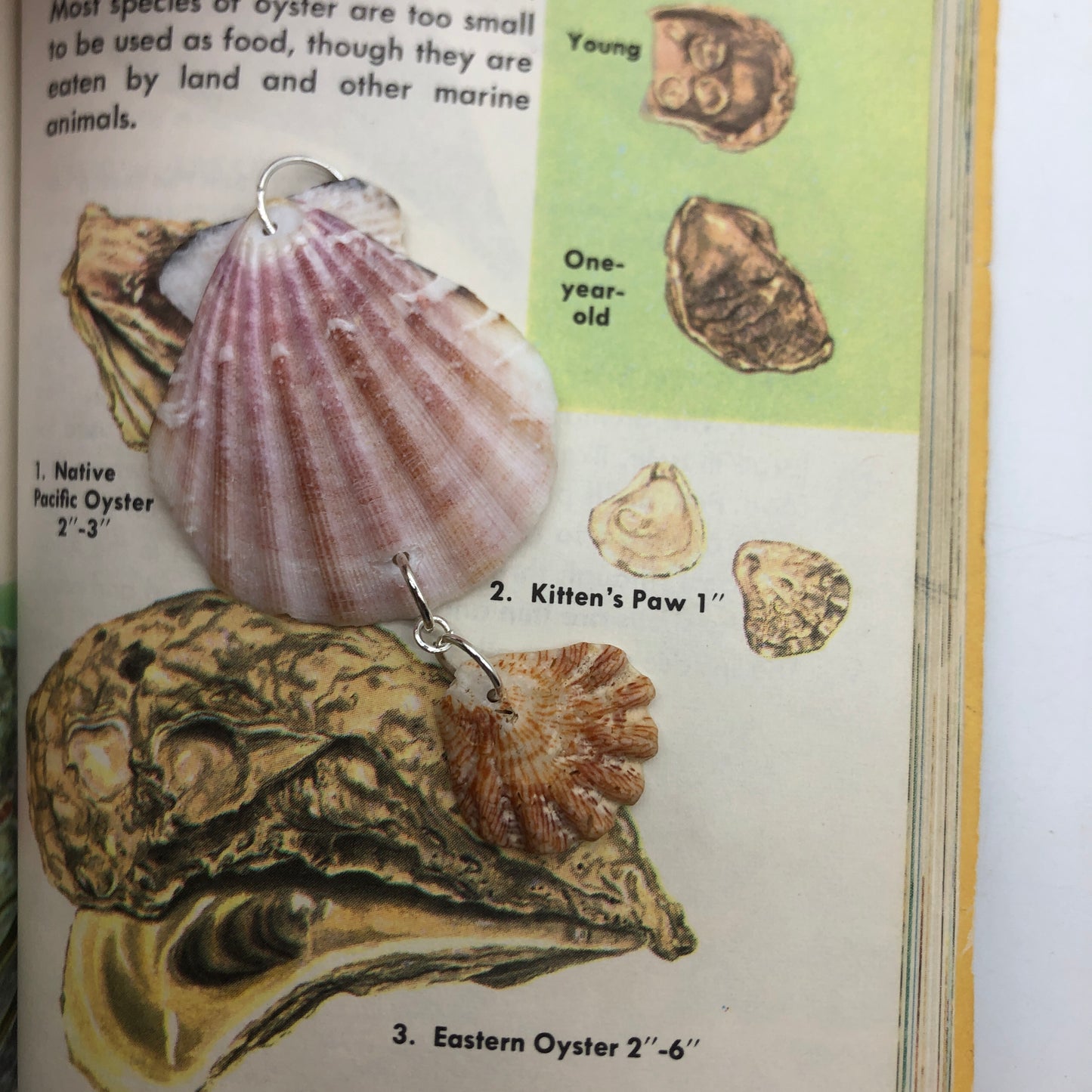 Pacific Pink Scallop And Kittens Paw Artisan Made Pendent Handcrafted Sea Shell Necklace 1.5 in x 2.75 in Mermaid Jewelry