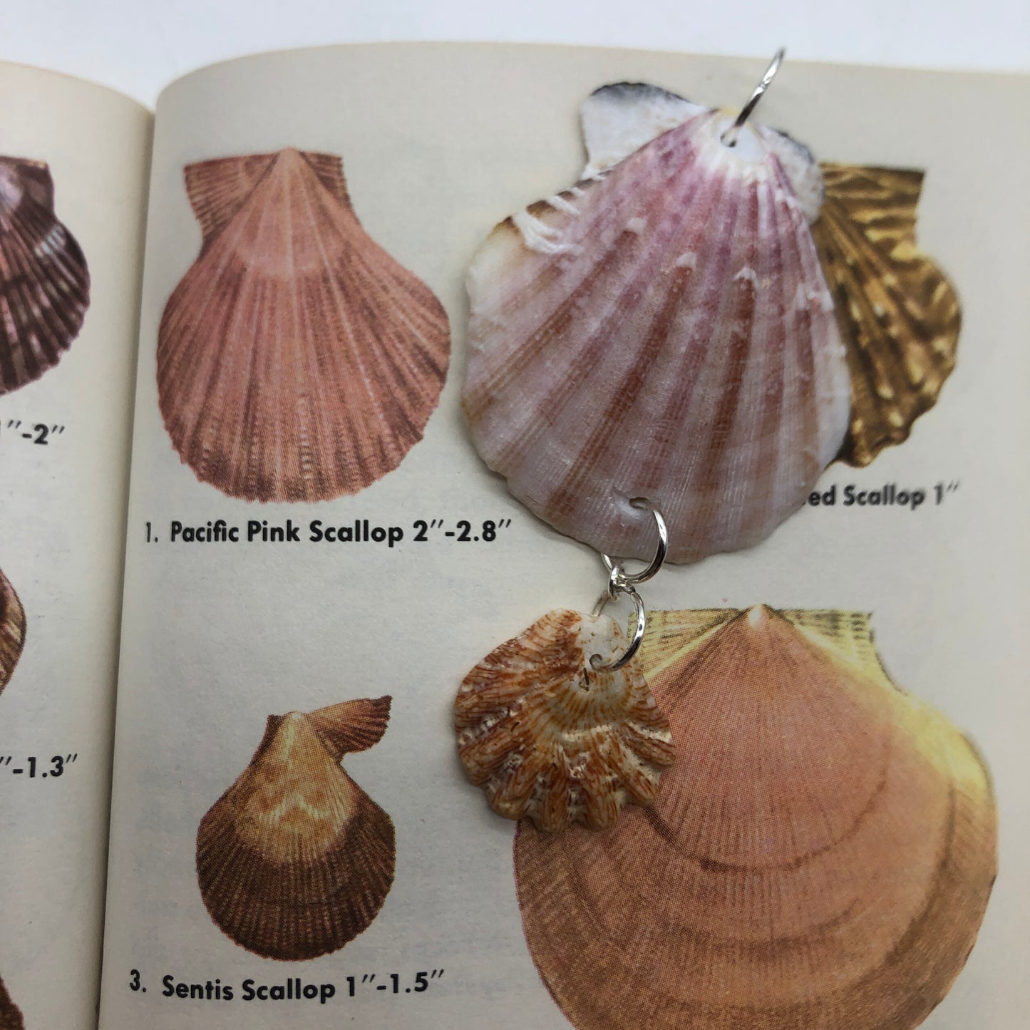 Pacific Pink Scallop And Kittens Paw Artisan Made Pendent Handcrafted Sea Shell Necklace 1.5 in x 2.75 in Mermaid Jewelry