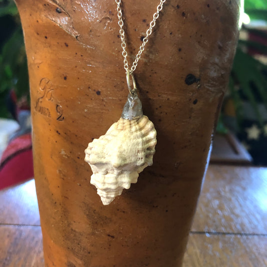 Apple Murex Artisan Made Pendent Handcrafted Sea Shell Necklace 1.75 in x 1 in