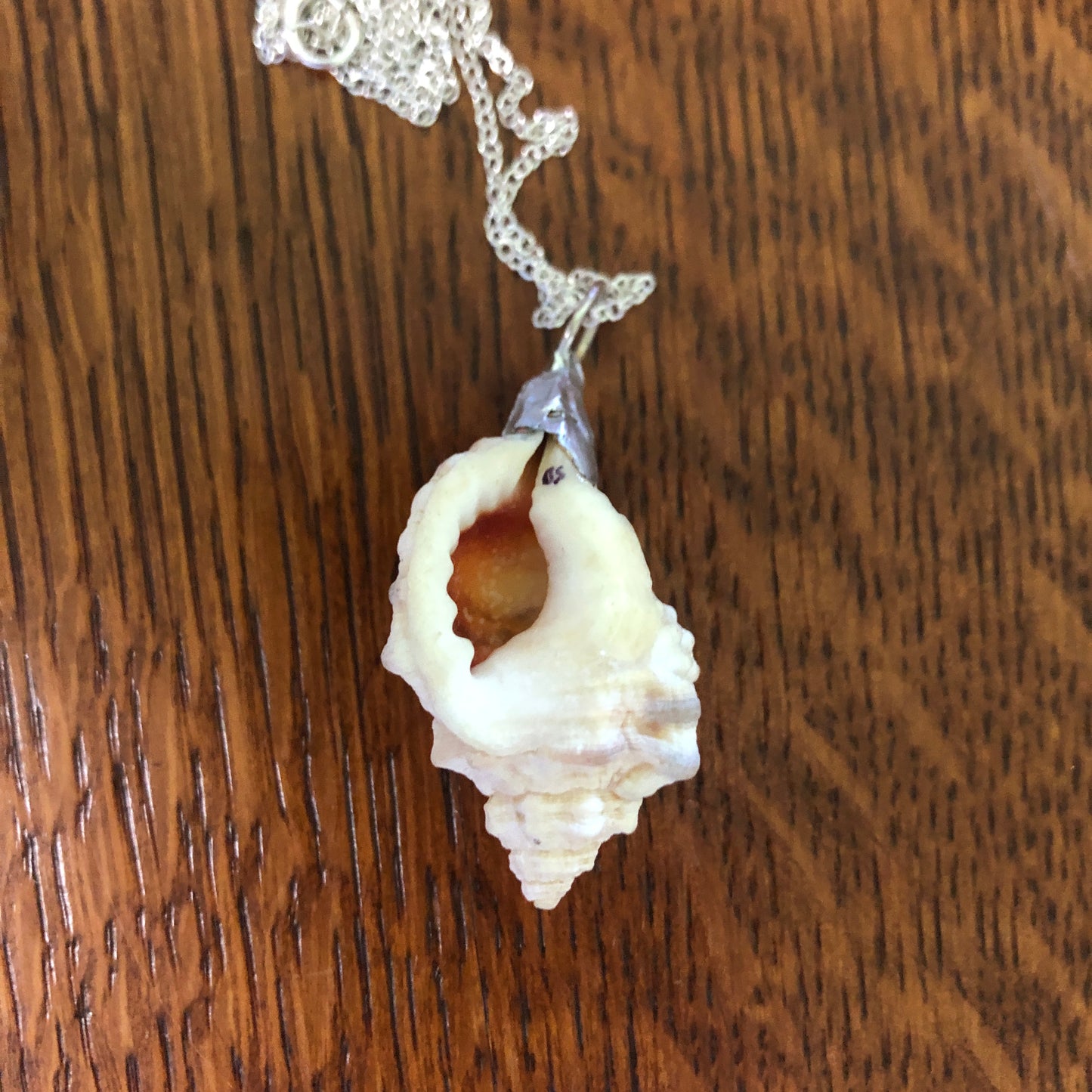 Apple Murex Artisan Made Pendent Handcrafted Sea Shell Necklace 1.75 in x 1 in