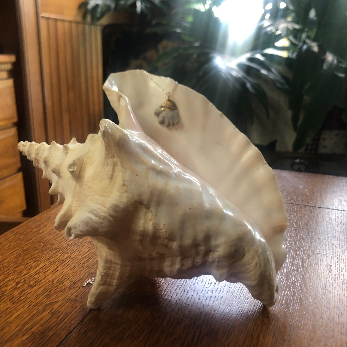 Kitten's Paw Artisan Made Pendent Handcrafted Sea Shell Necklace 1 in x 1 in