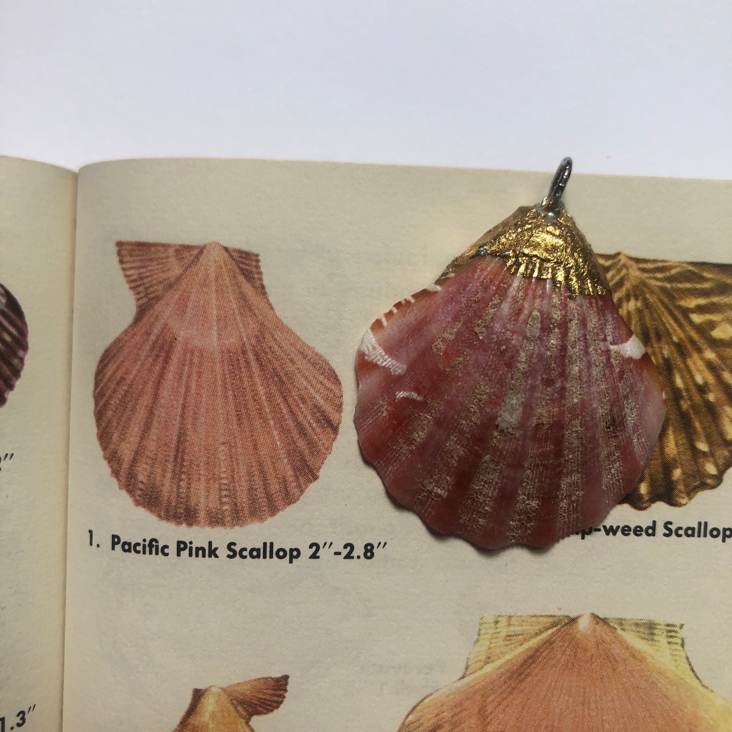 Pacific Pink Scallop Artisan Made Pendent Handcrafted Sea Shell Necklace 1.5in x 1.5in