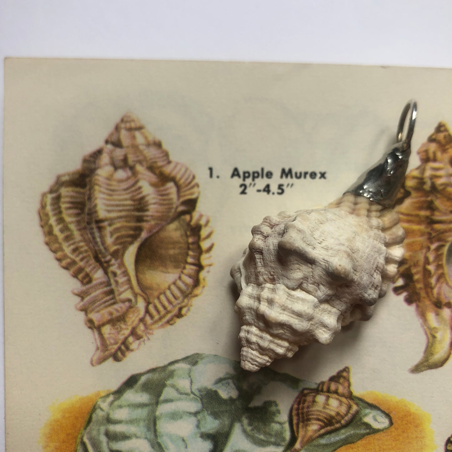 Apple Murex Artisan Made Pendent Handcrafted Sea Shell Necklace 1.75 in x 1 in