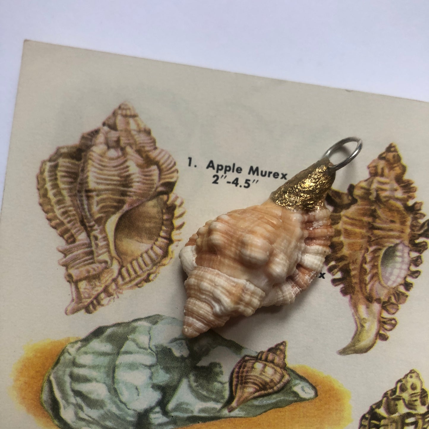 Apple Murex Artisan Made Pendent Handcrafted Peach Sea Shell Necklace 1.25 in x 1 in
